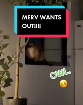 #mervthepet last night - wants 2 see owl again - who isn’t even an owl. I believe it’s her bf. #DidYouYawn #wtf 