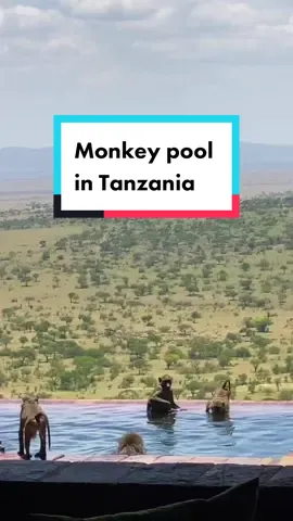 These monkeys like taking full advantage of the private pool in one of the suites at Singita Sasakwa Lodge in Tanzania 🐒 This beautiful, luxurious lodge is located right in the Serengeti and has amazing views of the Singita Grumeti Reserve @Singita | Place of Miracles 🎥 Ian Johnson Safaris  #OurSingita #tanzaniatravel #serengetisafari #monkeytok