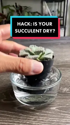 Here’s a quick tip on how to know when to water your succulents.   If you enjoyed or it helped you please Follow for more related content.   #succulents #succulent #succulentgarden #succulentaddict #succulenthoarder #succulentjunkie #succulentcity #succulentobsession #succulentarrangement #succulentplant #succulentlife #succulentobsessed #succulentslover #succulentplants #succulentgram #succulentas #succulentpropagation #succulentbloom #succulentcollection #succulentoftheday #succulentflower #PlantTok