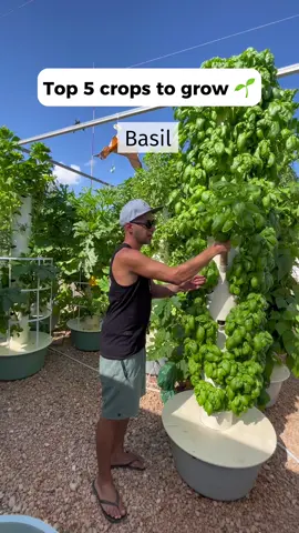 Top 5 crops to grow on an aeroponic tower #basil #lettuce #bokchoy #cabbage #zucchini #aeroponics #towergarden #hydroponics #potager #agriculture 