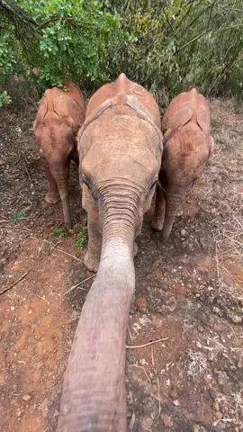 My what a long trunk you have! Flanked by his friends Mzinga & Nyambeni, this inquisitive little bull is Shujaa, he's the most recent orphan to join our Nursery foster family. You can read his rescue story & support his future on our website, just visit sheldrickwildlifetrust.org #mzinga #shujaa #nyambeni #babyelephants #elephants #animals #cuteanimals #animalrescue #hello #trunk #sheldrickwildlifetrust 