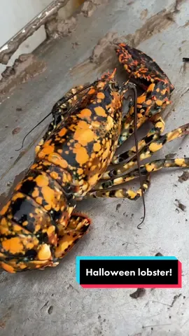 Lets find this guy a home! The cool colored lobsters have been abundant this year! #maine #lobster #lobsterfishing #fy #fyp #ocean #lobstertok #207 #mainecheck #gulfofmaine #seacreatures #interesting #sealife #oceans #oceanlife #fishing #rare #rarecatch #rarefind #coolcatch #cool #halloween #halloweencostume #costume 