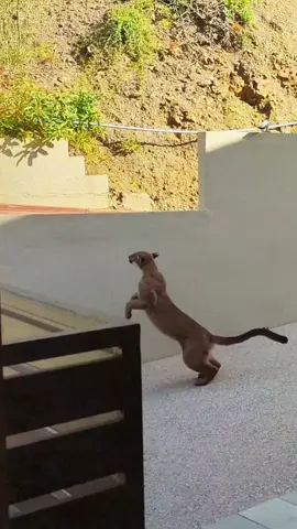 Cougar Jump L.A. #mountainlion #cougar #puma #losangeles  #california #wildlife #lion