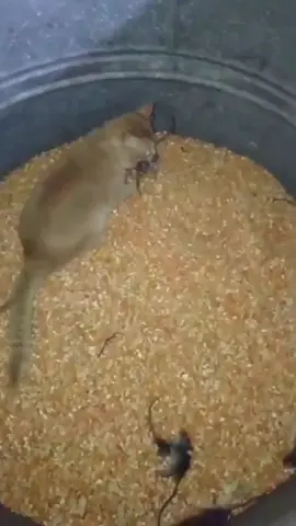 猫抓老鼠😘😘Cats catch mice#cat #cats #catsoftiktok #kitten #萌宠 