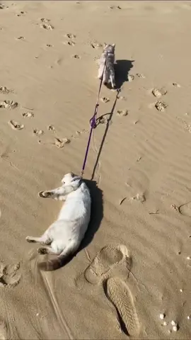Which cat are you?🤣 comment below👀 🎵:Lazy - @queenofthebabies🎶 #catsoftiktok #lazycats #solazy #catslove 