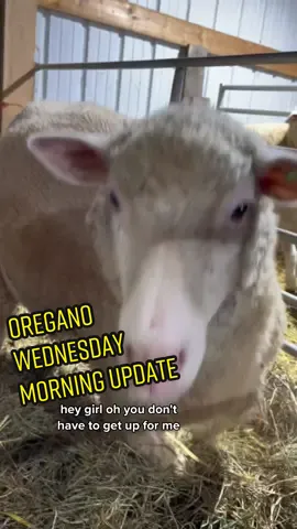Oregano’s still pregnant but she orange have hemroids😂 #sheepfarm #farm #farmlife #Vlog #sheepfarmer #sheep 