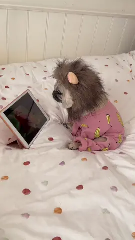 The cutest little lion watching the Lion King 🦁 I think the Lion King is one of her new favorite things to watch 🥹 #dogsoftiktok #hakunamatata #thelionking #PetsOfTikTok #ipadkid 