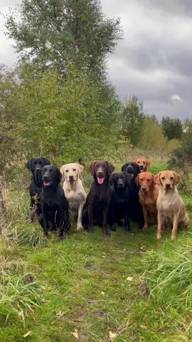 Just the girls  .. #labradorretriever #retrievers #chapelfarmdogfood  #chocolatelab #foxredlab #yellowlab #blacklab #training #teampureflax #gundogtrainer  #slingleygundogs #pickingupteam #fielddoglife # #gundog #instavideo