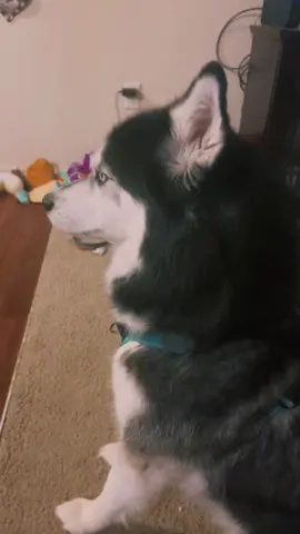 Full version   #haikuthehusky #viral #fyp #husky #dog 