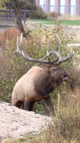 Big guy coming out of the river with a bugle! #elkbugle #coloradoelk #elkbugling #elkcall #elkbugles #elkcalling #elkrut #bullelk #elk #estesparkcolorado #estesparkelk #coloradocheck #foryou #bullelkfever #fy #visitcolorado🏔🏔 #coloradoadventures #funincolorado #fypシ 