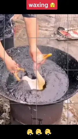 #waxing #제모 #food #길거리음식 #streetfood #추천 #초간단 