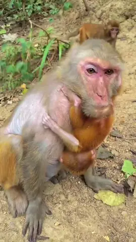 #monkey