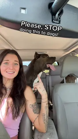 PSA: be smarter than this guy. He approached and I told him get back 2 times after telling him, he’s not friendly, and he didn’t listen until Diesel scared him enough to jump back. RESPECT DOGS SPACE. And thank you diesel for doing your job, we don’t know that man’s intentions. 🦍