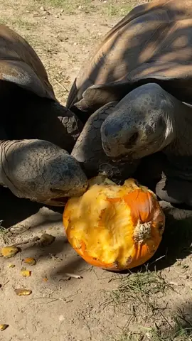 Mmmmm, that's gourd! 🎃 Watch as our Galapagos tortoises do their best to "share" everyone's favorite seasonal treat: pumpkin! 📷: Events Deanna