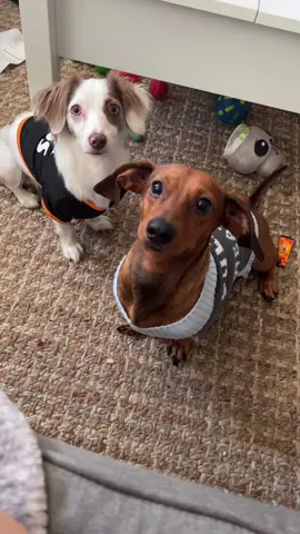Sweatah wetah ✨🐶👕 #sweaterweather #fivebelow #dogsoftiktok #sweataweatha #dashchund #dashchundsoftiktok #pettiktok #weeniedoxie #weeniedog #PetsOfTikTok #momdog 