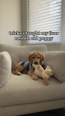 smarty boi ollie 🤓 (follow his IG @olliekim7_) #goldenretriever #goldenretrieverpuppy #DogTraining #dogtricks #puppylove #goldensoftiktok 