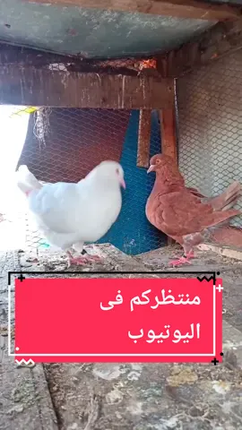 حمام الكينج التهجين #الحمام_اللاحم_الفرنسى #ابورياض #pigones 