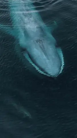 The blue whale, (balaenoptera musculus), the largest animal on earth, and it's tiny cetacean cousin 🐋💙🐬 @snotbot #oceanlife#whalewatching#ausgeo