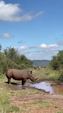 Little piece of Africa. G. #wild  #Africa #SouthAfrica #Wildlife #BucketList #Travel #Reels #Rhino #Horn #Reflection #Nature #Photography #Content #ContentCreator #viral #tiktok #views #fypシ #fyp #Madikwe #rhino 