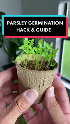 Step by step guide to start enjoying fresh Parsley in no time with a crucial step you don’t want to miss.   #propagation #germination #seed # seeds #herbgarden #herbs #propagationsuccess #propagatingplants #plantpropagation #plants