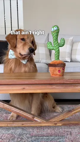 I think Linda spiked my breffast with some forget juice because this ain’t right 👀🌵