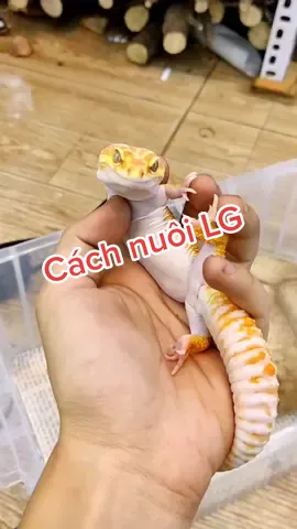 Cách nuôi LG tròn vị :)) #sưởiấm #leopardgecko #bosat #thanlandabao #thucung #yeuthiennhien #thiennhien #yeuthucung #animals #foryou #fyp #dcgr #ocmuonhonthanhxuan 