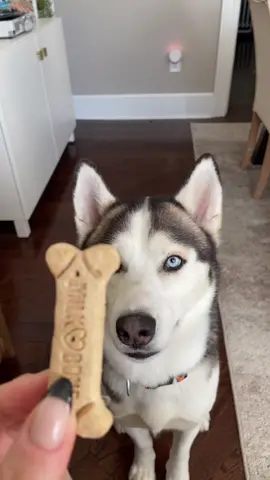 the goodest boy #dogsoftiktok #huskylife #goodboy #rescuedog 