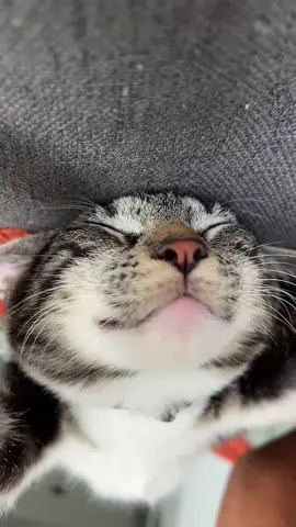 How do you sleep like that?! #cattok 