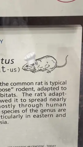 Rattus rattus🐀 #nyc #MuseumTok #rats 