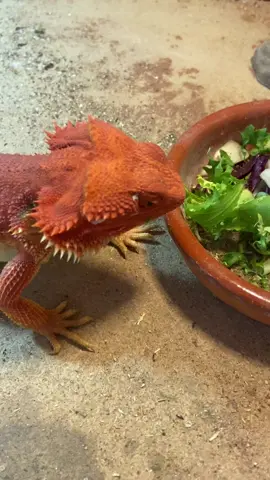 a comer!! #pogonas #lagartos #salvage #reptiles #exoticos #mascotas #