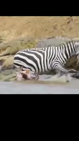 Zebra running away from crocodile #zebra #crocodile #animals #wild #nature #sad #trending #viral #fy #fyp #fypシ #foryou #foryoupage