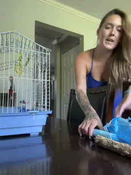 Tú quien eres? Hola guapa, Muak! Hay que guapa Muakmuakmuak Estas muy guapa, quierete quierete! #parrot #talkingparrot #cutepets #funnyanimals #bird #bluebird 