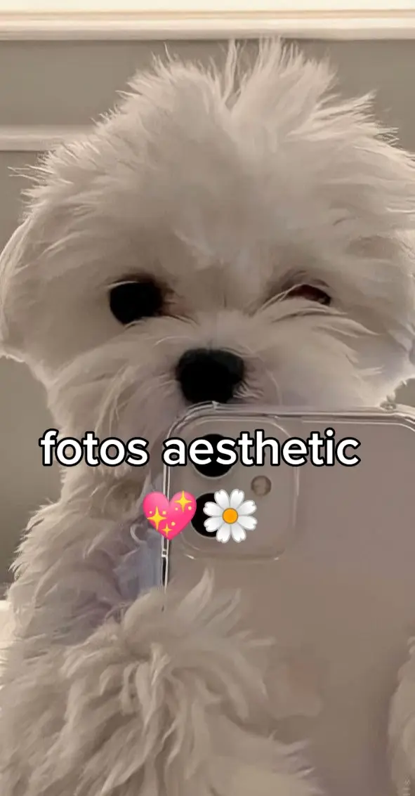 hermoso🌼💖 #tiktoksalmeenparati #fotosaesthetic  #hazmeviraltiktok @tiktokglobal @TikTok 