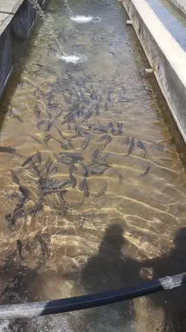 #trout #fish #farming #kavre #manedovan @S_U_D_E_E_P❣ @Krishna Sedhain 
