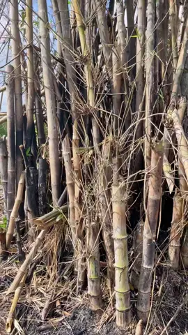 Sedih liat bambu yang dibantai. Yang mungkin disini bambu memang gak ada gunanya. Oya, padahal rumpun bambu yang dibakar itu tidak akan membuat bambu mati, malah semakin subur 😁 #fyp #fypage #viraltiktok 