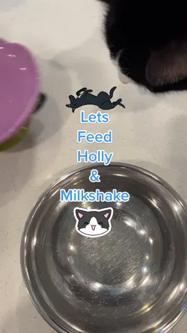 It’s breakfast time!🥣 #dogfood #catfood #dogfoodtips #catfpodtips #feedmypets #breakfast #breakfasttime #dogmom #catmom @lonestartreatsaz @Native Pet @Open Farm Pet @tikipets @Rusty’s Pet Essentials @NHV Natural Pet 