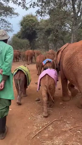 Early morning and our Nursery her are up and heading to the forest. Mini-matriarch Naleku dropped back to join the Keepers, together guiding our baby blanket brigade. All of these elephants are orphans, rescued from across Kenya, we afford them a second chance with your support. To learn more & adopt, tap the link on our profile #elephants #babyelephants #animals #animalrescue #orphans #secondchance #healing #blankets #sheldrickwildlifetrust #kenya #morning 