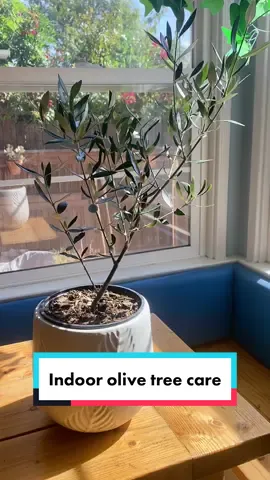 How to care for your olive tree indoors: keep it in a sunny spot, let it dry in between waterings, and prune in late spring. I actually got mine at Trader Joe’s for $9.99 and it’s doing great! #olivertree #traderjoesfinds #olivetreedecor 