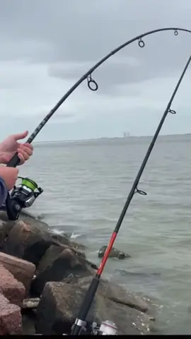 Best Sound in the World! Fisherman have dreams of this sound! #fishing #saltwaterfishing #fish #fishinglife #saltwater #Outdoors #gulfcoast #wildlife #bigfish #redfish 
