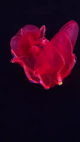 Did I hear that right? #montereybayaquarium #deepsea #ctenophore #combjelly #deepseacreatures 