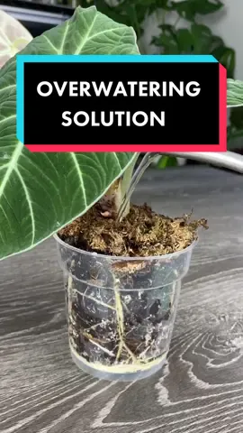 Overwatering solution.   #planttips #plantcare #plantlover #houseplantcommunity #houseplant #indoorplants #waterplants #pest #mealybug #plantsmakepeoplehappy #plantcaretips #plants #houseplants
