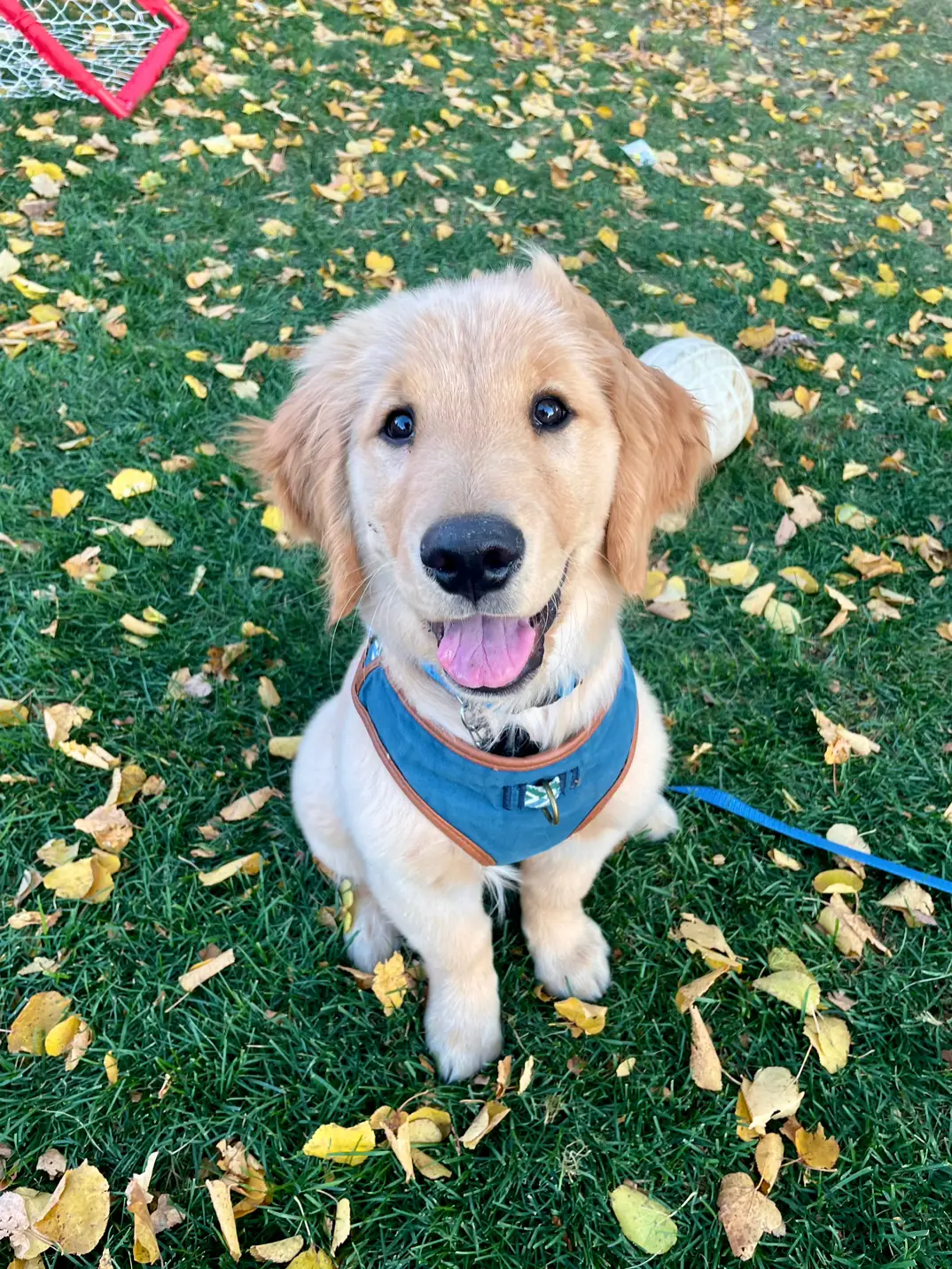 some of my fav pics 🤭  #goldenretriever #goldenretrieverlife #goldenretrieverpuppy #puppy #dog #dogsoftiktok #puppylove #puppiesoftiktok #goldenretrievers 