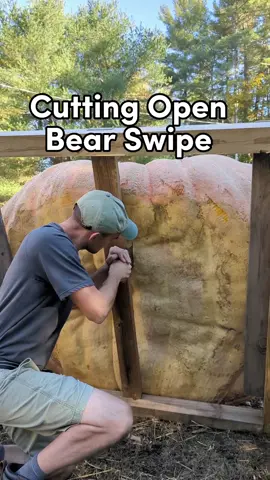 cutting open a giant pumpkin (2,480 lbs / 1125 kg) 🎃🐻 #giantpumpkin #bearswipe #halloween #jackolantern #pumpkin #gardening #plants #vegetables #fyp 