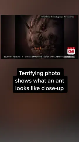🐜 No, this photo doesn’t portray one of the new creatures on HBO’s “House of the Dragon,” or an outtake from a horror movie. It’s an award-winning close-up photo of ... an ant. #cnn #news #fyp   Tap the link in our bio to read more.