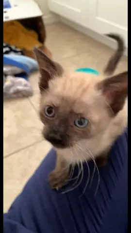 Mr Chows got something’s to say #ahhhhh #squirrelsinmypants #somebodyanybodyeverybodyscream #fyp #fypシ #fypシ゚viral #foryoupage #foryoupage❤️❤️ #foryou #kittensoftiktok #kittens #catsoftiktok #spookyseason #spookykitty  #scream #screamitout #vetmed #vetmedicine #veterinarylife #vettechlife #petparents #petparentsoftiktok #siamese #siamesecat #straycatsoftiktok
