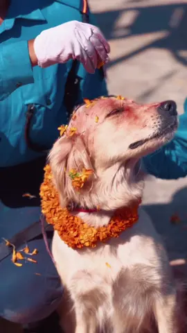 कुकुर तिहार पुजा at Nepal Police Canine Division #nepal #tihar2079 #prabinranabhat #photojournalis #dogfestival #nepal #nepaltiktok #tihar #Diwali #kukurtihar #nepalpolic #journalist #photojournalistnepal #fy #trending #festivalnepal #nepalisbeautiful  #visitnepal 