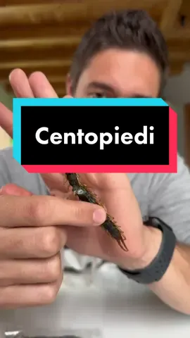 Gustatevelo tutto #centopiedi #insetti 