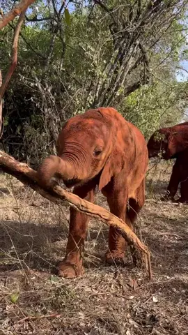 To us, an awkwardly angled branch to be stepped over. To rescued baby elephant Nyambeni, the most perfect scratching post, and it’s 100% ethically sourced too #elephants #babyelephants #scratching #itch #tool #animalrescue #animals #orphans #sheldrickwildlifetrust #kenya #nyambeni 