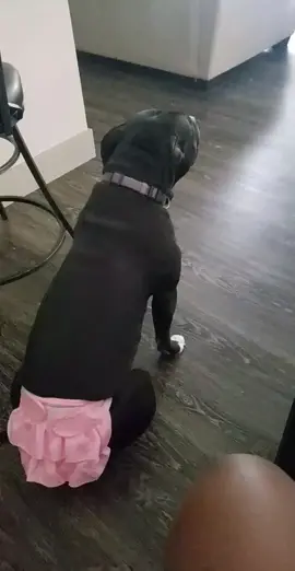 Well shes so dramatic I put her in a doggy diaper since she is in heat she hates it 😂😂😂 but they are awesome and washable its even a skirt #pitbull #annoying #dogmom #tictokviral #dogsoftiktok #dogattitude 