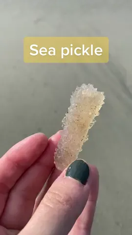 Have you ever heard of a sea pickle? #seapickle #pyrosomes #beachcombing #marinebiology #plankton #fyp #foryou 